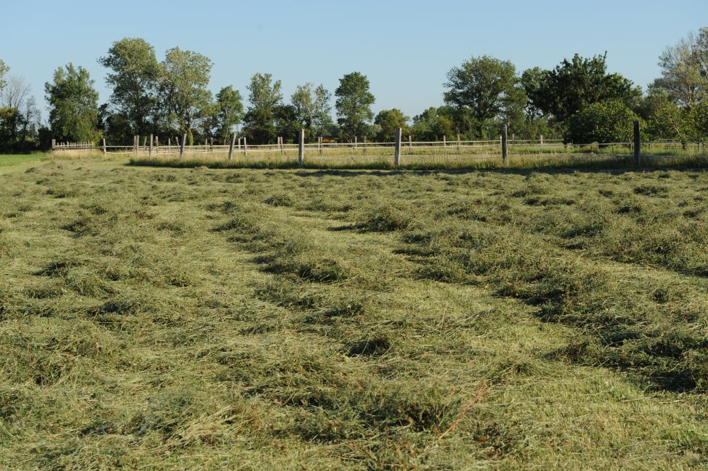 C'est quoi le foin de Crau? - Chez Vos Producteurs