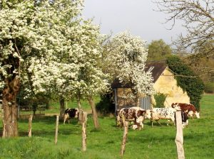 Vache normande dans une prairie