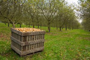 Pommes illustrant les produits du terroir breton