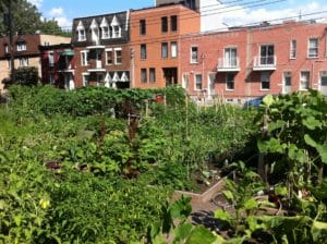 Potager aménagé en milieu urbain