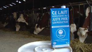 Brique bleue de lait C’est qui le Patron devant des vaches dans une étable