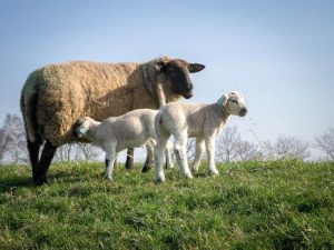 Production ovine en France : viande, lait et élevage