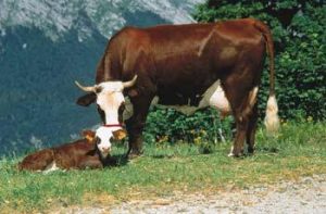 Race Abondance : une vache laitière des Alpes